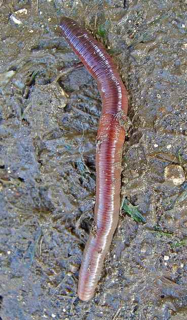 earthworm